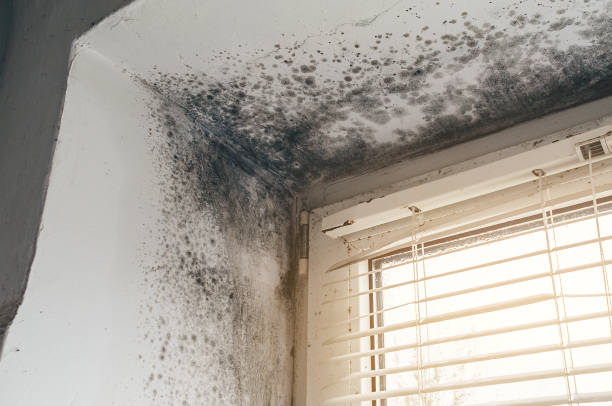 Affordable Crawl Space Mold Remediation solutions in Hamburg, PA